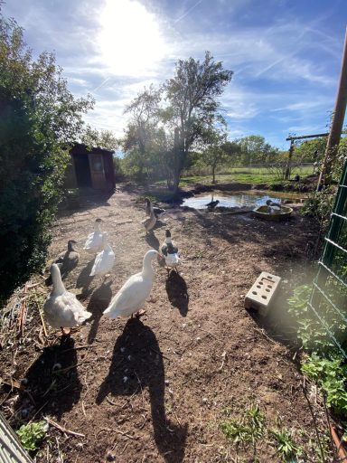 Enten und Gänse