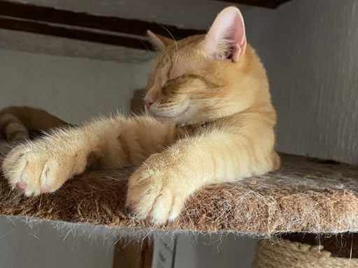 Benya